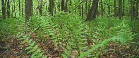 Close up of Ferns in a forest Stock Footage 251684039