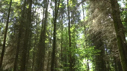 Close up ferns grows on a cliff slope. Video stock 105070501