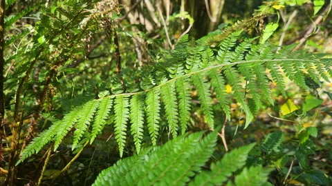 Close-up of ferns moving in the wind in the rainforest. Stock Footage 294926001