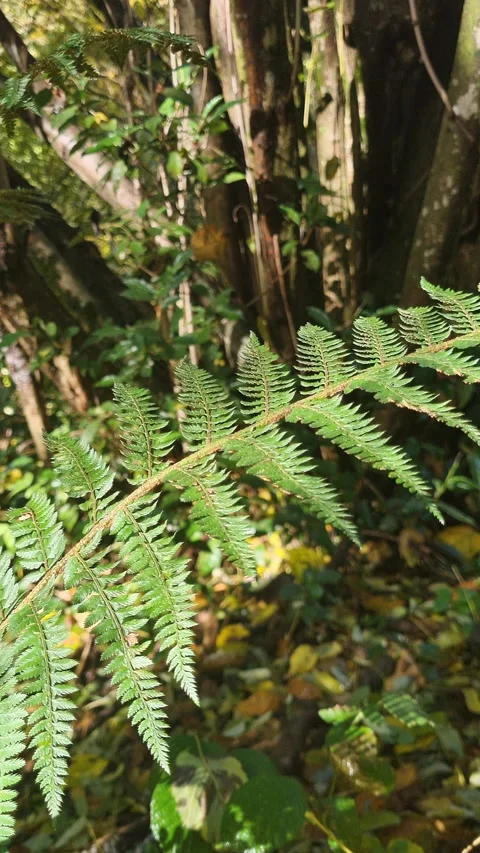 Close-up of ferns moving in the wind in the rainforest. Stock Footage 294926719