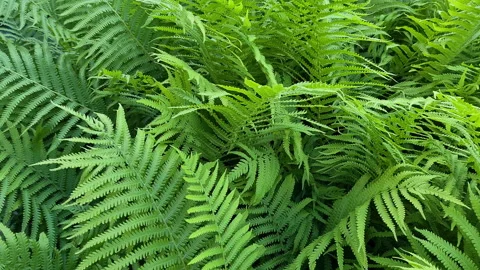 Close-up of ferns moving in the wind in summer, Nature background Stock Footage 201510825