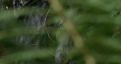 Close Up Of Ferns Trees, Falls In Backgound, Rack Focus Stock Footage 332187114