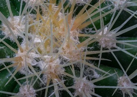 Close-up of Ferocactus echidne with sharp white prickles. Stock Photos