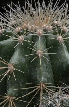Close-up of Ferocactus echidne with sharp white prickles. Stock Photos