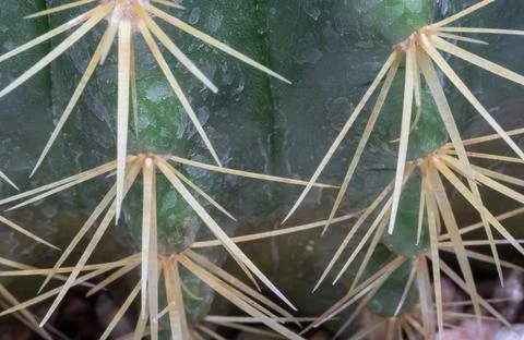 Close-up of Ferocactus echidne with sharp white prickles. Stock Photos