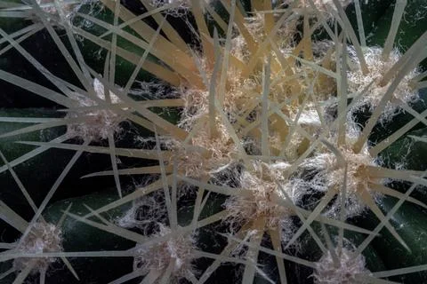 Close-up of Ferocactus echidne with sharp white prickles. Stock Photos