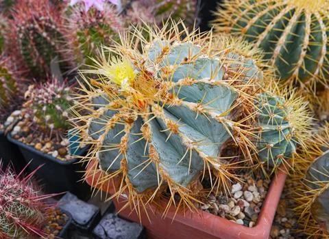 Close-up of Ferocactus glaucescens 스톡 사진