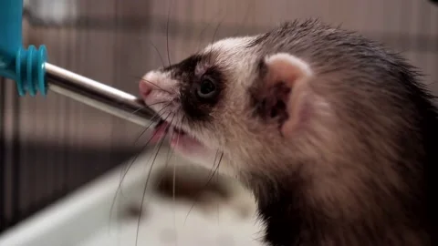 Close-up, the ferret drinks water from a drinking bowl. Mustela putorius furo Stock Footage 220443388
