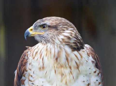 The close-up of a Ferruginous Hawk Stock Photos