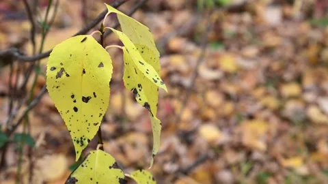 Close-up of a few bright yellow autumn leaves with black spots Stock Footage 140937620