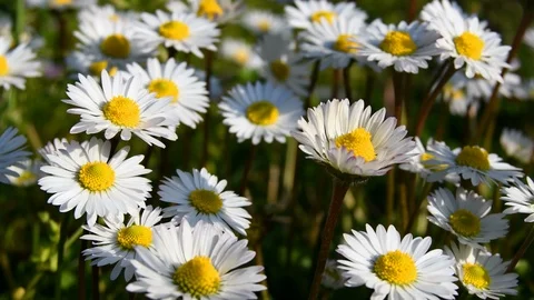 Close up of a few daisies in a field Stock Footage 111008223
