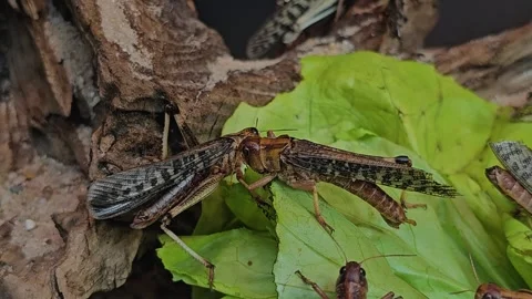 Close up of a few Grasshopper Stock Footage 269625073