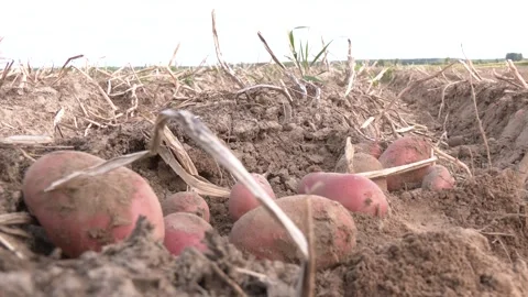Close up of a few just picked red skinned potatoes on the ground. Video stock 323618112