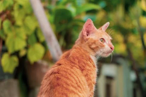 Close-up of a few months old Orange domestic cat posing in an outdoor park Stock Photos