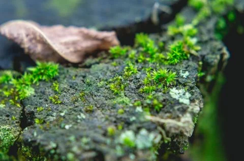 Close up from a few moss blot Stock Photos