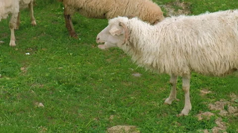 Close up of few sheep eating grass on green hill Video stock 254852453