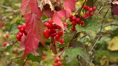 Close of a few vibrant red Highbush Cranberry berries  Stock Footage 139348837