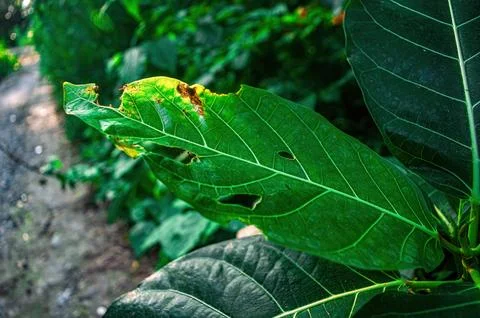 Close up of Ficus elastica leaf, also known as rubber plant, featuring vibr.. 스톡 사진