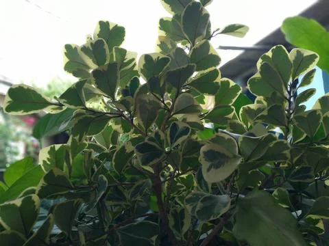 Close up of Ficus triangularis (Ficus variegata) or Butterfly Banyan Foto stock