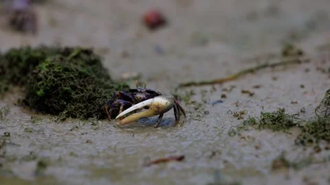 Close up of fiddler crab walking on wet mud Stock Footage 345255364