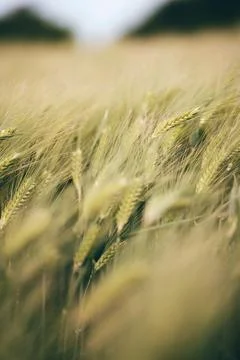 Close-up of Field with barley Stock Photos