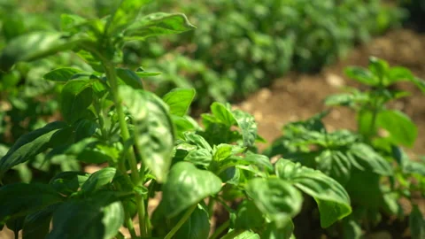 Close up of a field of basil Stock Footage 232674821