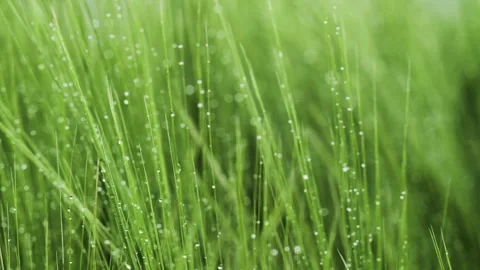 Close-up Field of beautiful spring rye and green wheat with drops of water Stock Footage 264769712