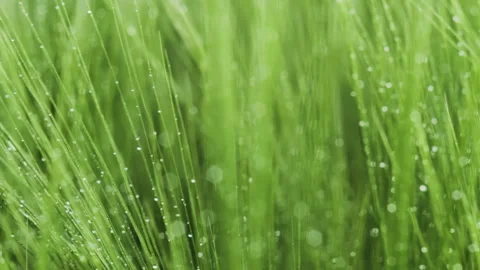 Close-up Field of beautiful spring rye and green wheat with drops of water Stock Footage 264769782