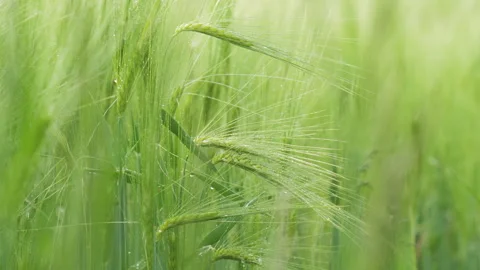 Close-up Field of beautiful spring rye and green wheat with drops of water Stock Footage 264769866