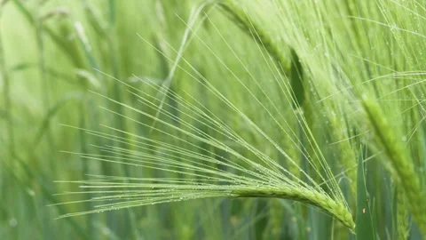 Close-up Field of beautiful spring rye and green wheat with drops of water Stock Footage 264769940