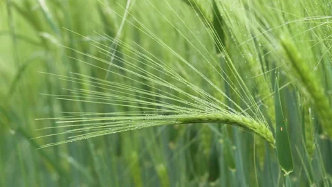 Close-up Field of beautiful spring rye and green wheat with drops of water Stock Footage 264769959
