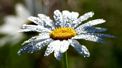 Close-up field chamomile flower in large drops of morning dew Stock Footage 142265301