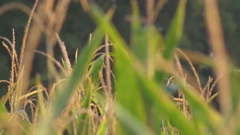 Close up field of corn cobs at sunrise on a summer morning. 库存影片 141120486