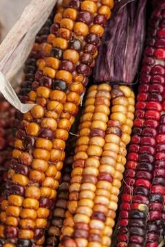 Close up of field corn. Stock Photos