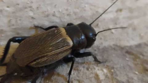 Close-up of a field cricket crawling on a stone surface Stock Footage 336461592
