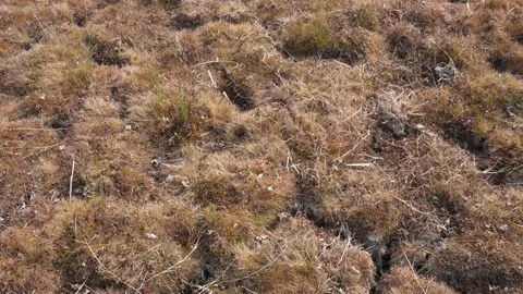 Close up of a field of dry, brown grass Stock-Footage 332538256