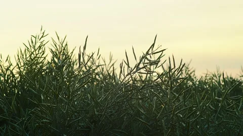Close-up field 스톡 동영상 160407893