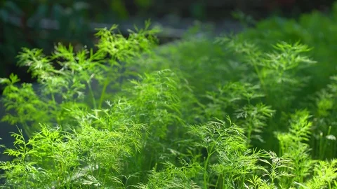 Close up of field with fresh green dill ready for harvest in organic vegetable Stock Footage 101303805