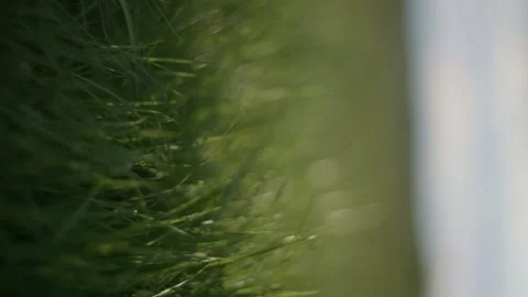 A close up of a field of grass with the microstock plus logo in the foreground Video stock 277579327