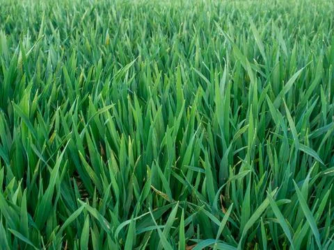 Close up on a field of grass Stock Photos