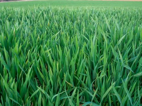 Close up on a field of grass in spring. Stock Photos