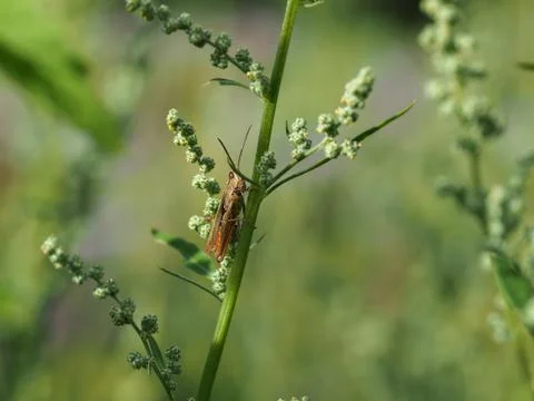 Close-up of field grasshopper Stock Photos