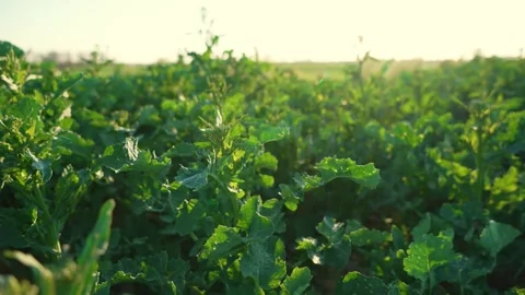 Close up Field of growing green rape. Environmentally friendly canola Vidéo 240745176