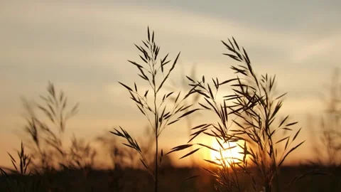 Close-up of field herbs swaying in the wind at sunset. Stock-Footage 312735098