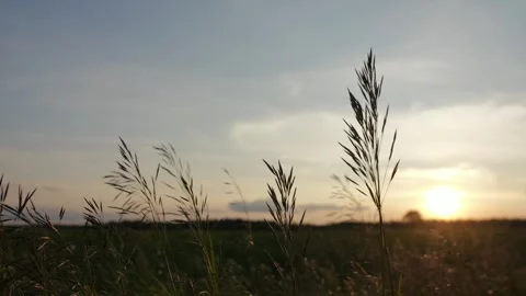 Close-up of field herbs swaying in the wind at sunset. Stock Footage 312735227