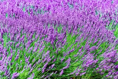 Close up of a field of lavender Stock Photos