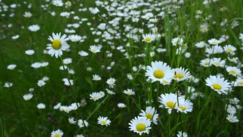 Close up of a field of many white daisies surrounded by spring green color.  Stock Footage 222019197