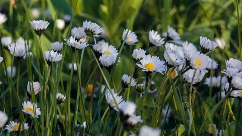Close up field with marguerite flowers on vivid grass. Stock Footage