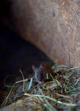 A close-up of a field mouse holding a seed in its front paws Stock Photos