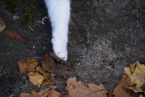 Close-up of a field mouse next to a cat's paw. Stock Photos